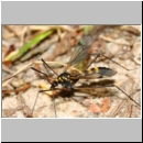 Nephrotoma crocata - Gelbbindige Schnake m01c.jpg